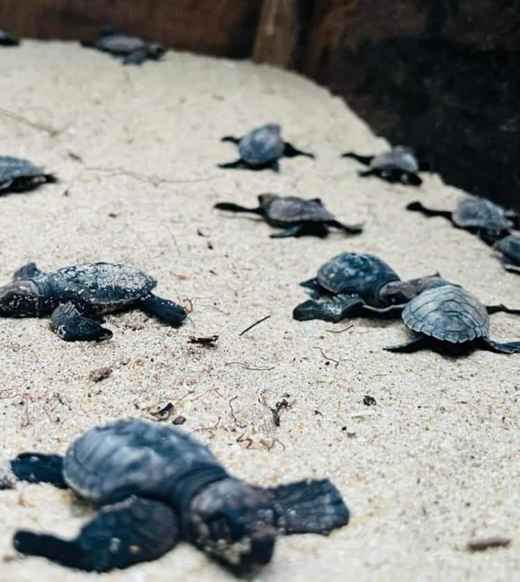 فندق Jk House Turtle Point ديكويلاّ تين المظهر الخارجي الصورة